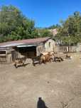 Продам баранов 2жирных 2' не жирных