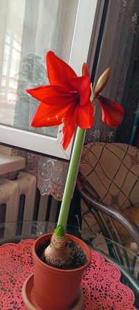 Цветок для дома амариллис