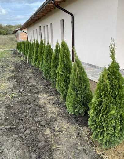 Cupressocyparis Leylandii 2.70-3m minim 50 bucati