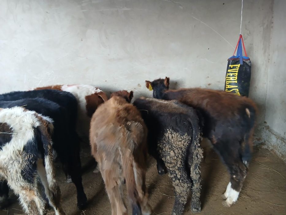 Продается бычки все хорошие. 7 голов.