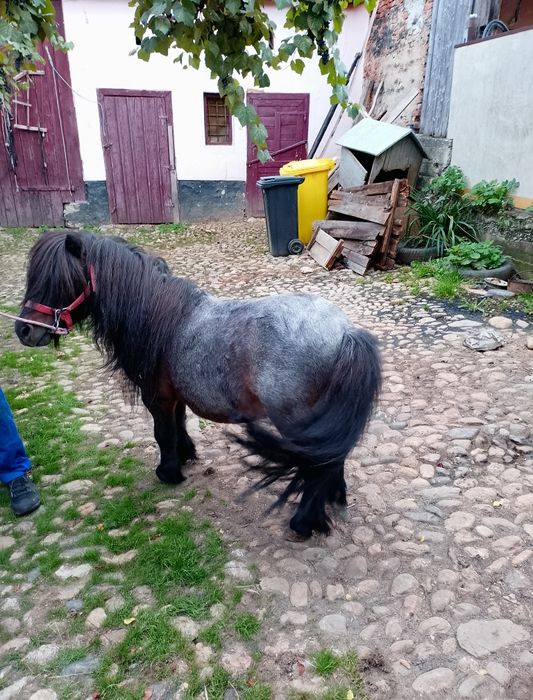 Armăsar ponei talie mica