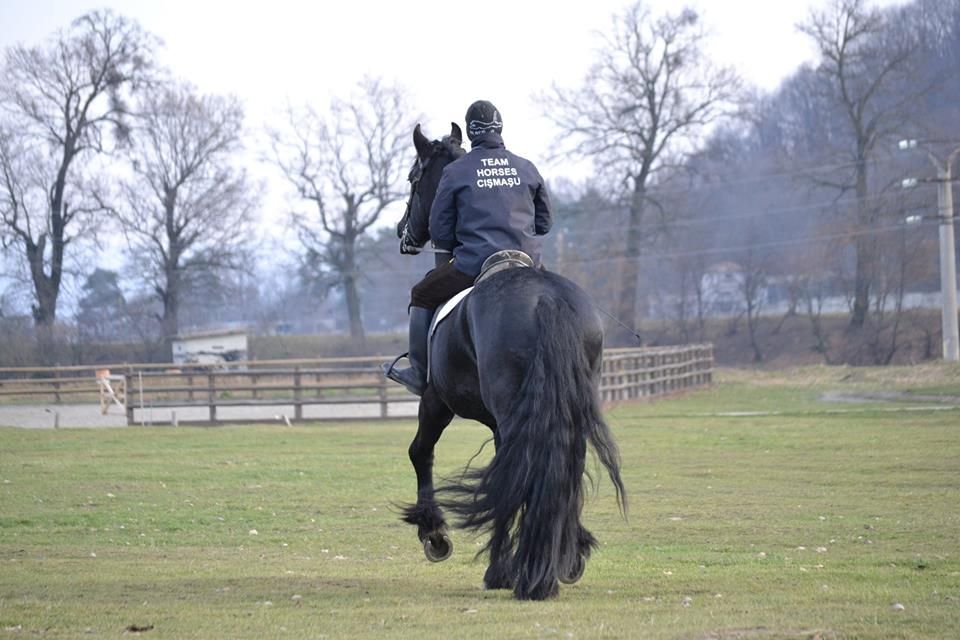 Armasar Friesian Echitație