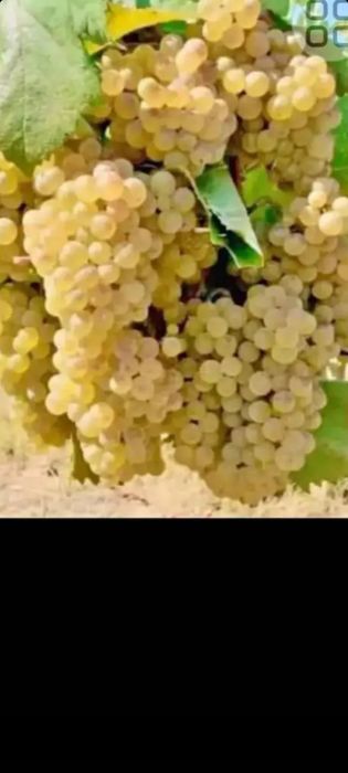 Avem struguri de vin de vrancea Producție 2025