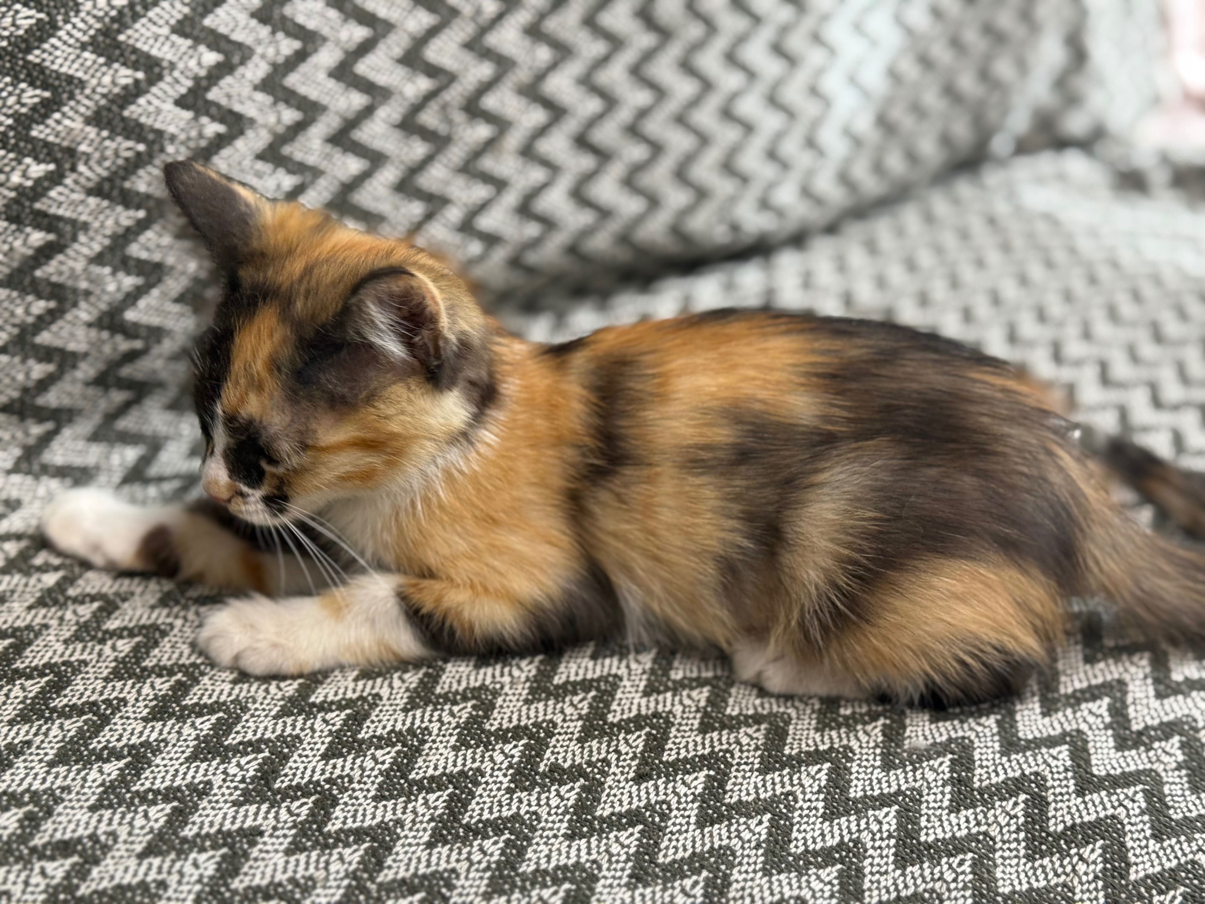Котенок в добрые руки
