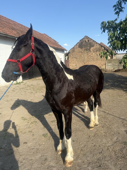 Vand manz si manza tarcata pinto din friesian frizian friz si gipsy