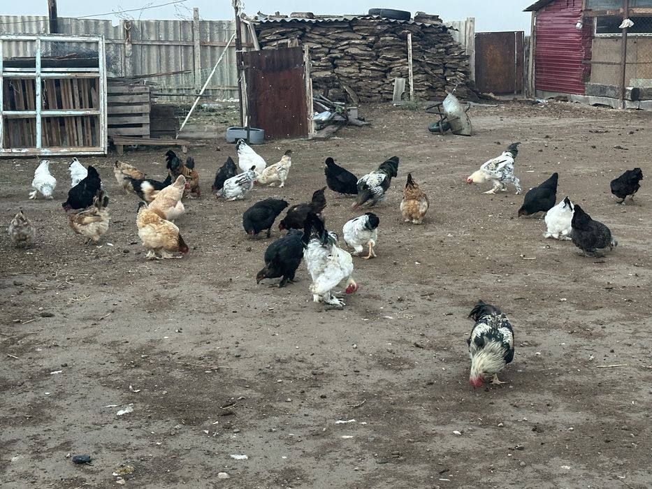 Продам куры 10шт петух 6 шт молодые