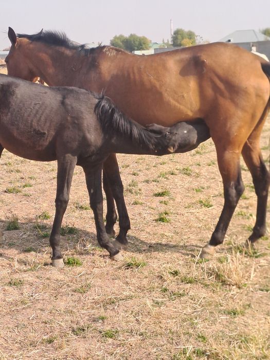 Прадам кабыла Ахилтеке
