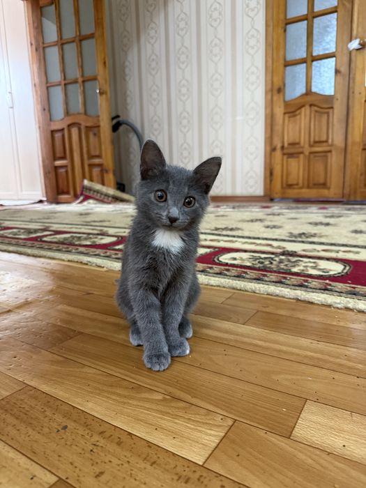 Отдаю кота в хорошие руки