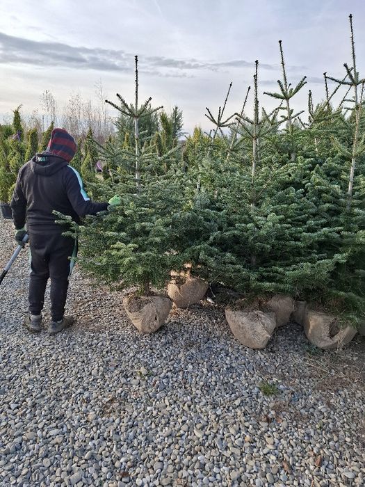 Brazi verzi  leilandi chiparos Oferta