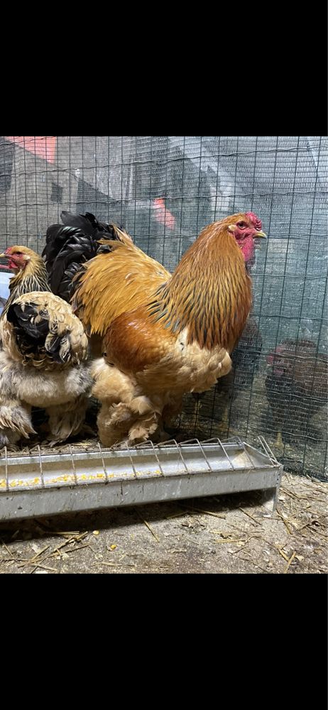 Oua de incubat pui mici Plymouth La Bresse Brahma HD Sussex Marans