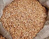 зерно пшеница ячмень