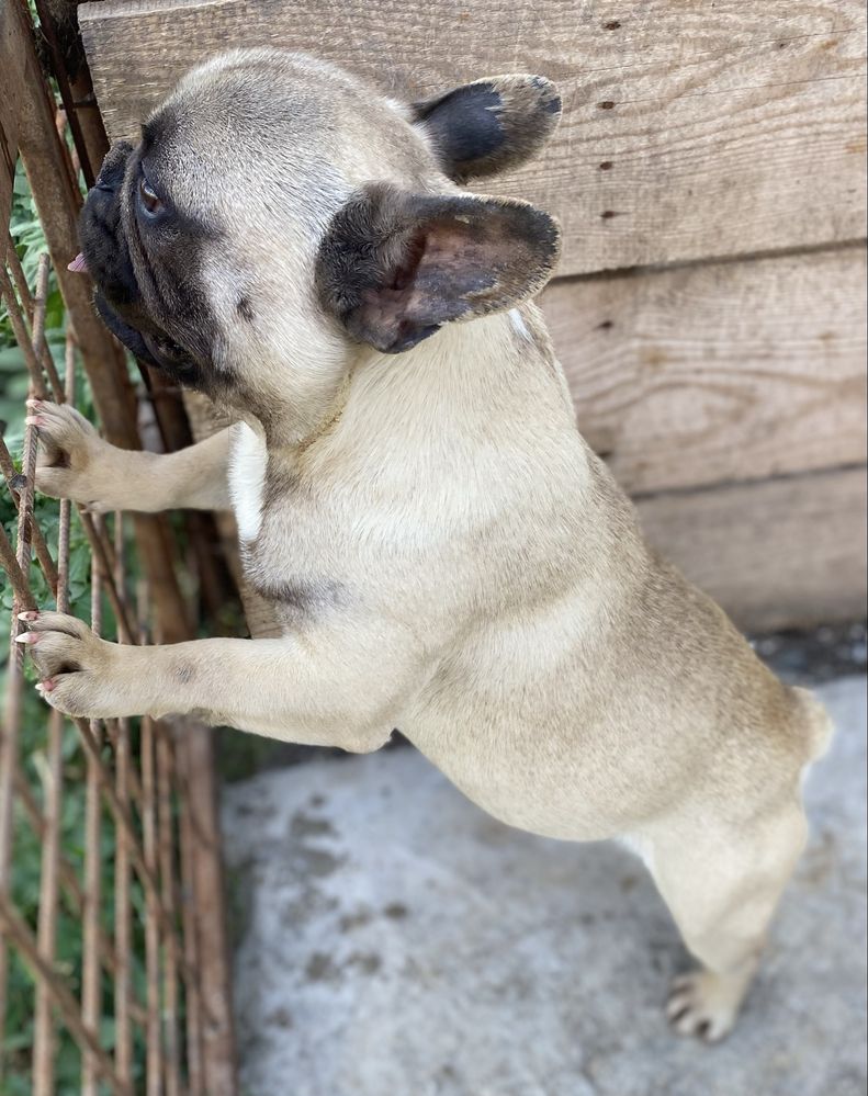 Vând Bulldog Francez