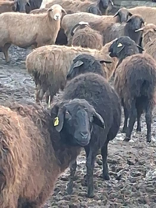 Продам Оптом Щучинских баранов