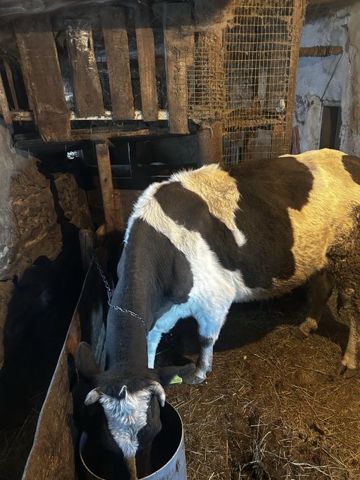 Молодая корова 450000