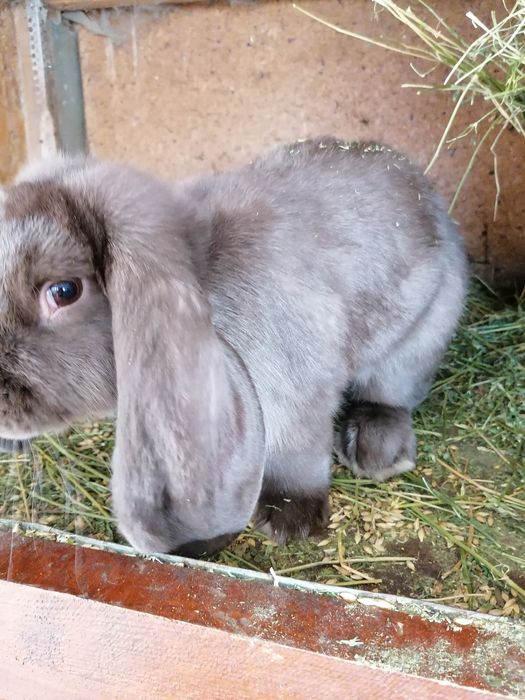 Iepuri rasa Berbec german culoare havana