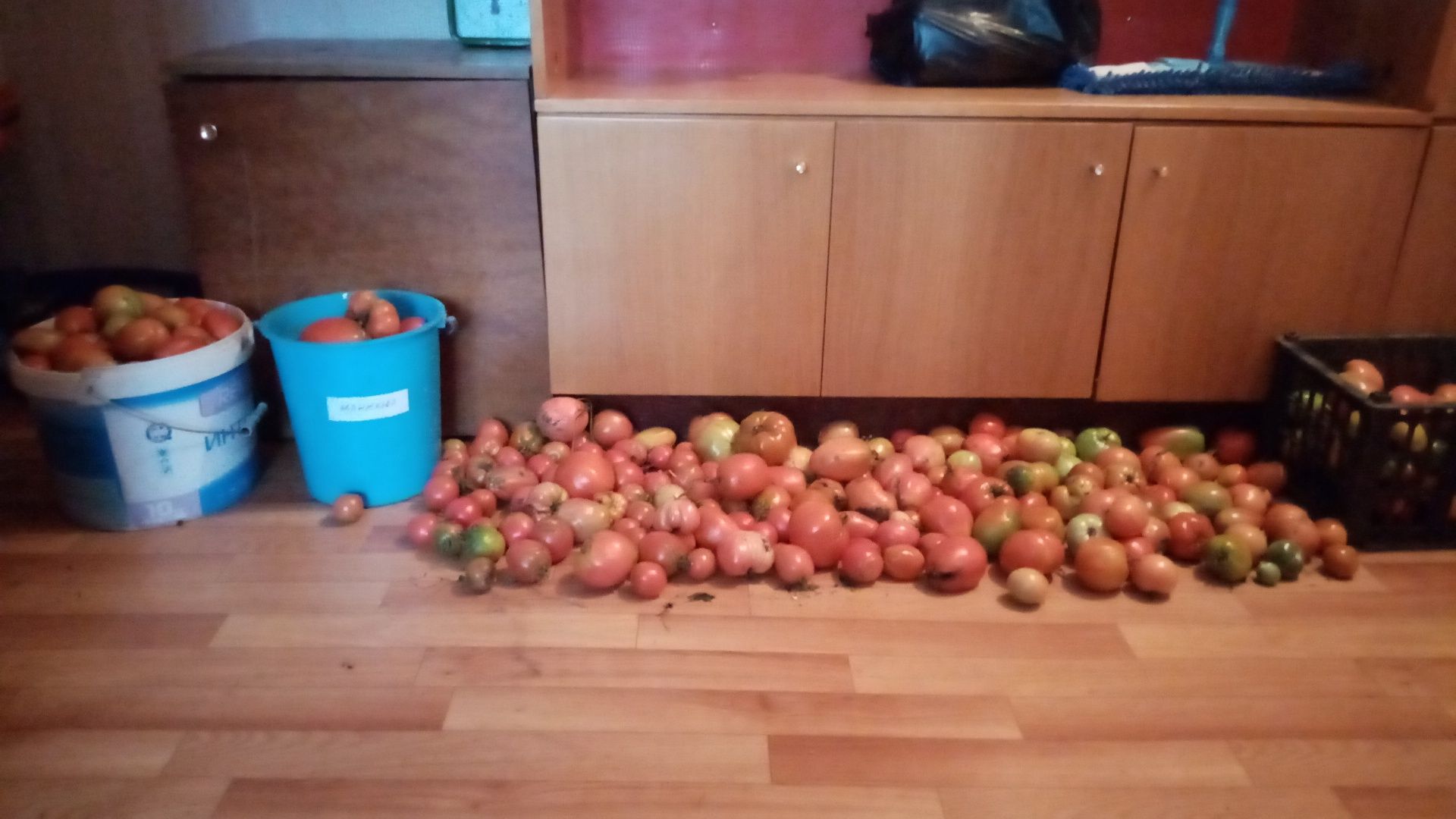 Продам дачные помидоры по 700 за килограмм