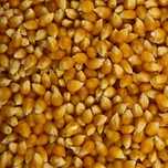 Porumb pentru poocorn