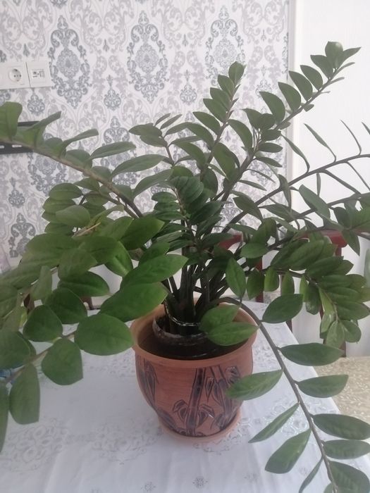 Продам комнатные цветы
