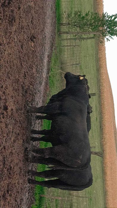 Tauri angus pentru reproducție