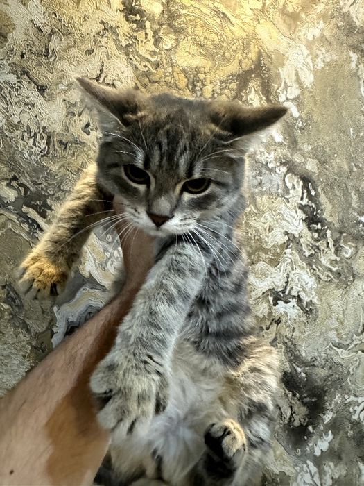 Отдам в хорошие руки полу породистых котятых