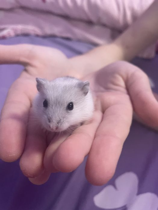 Donez hamster mascul (5 săptămani)