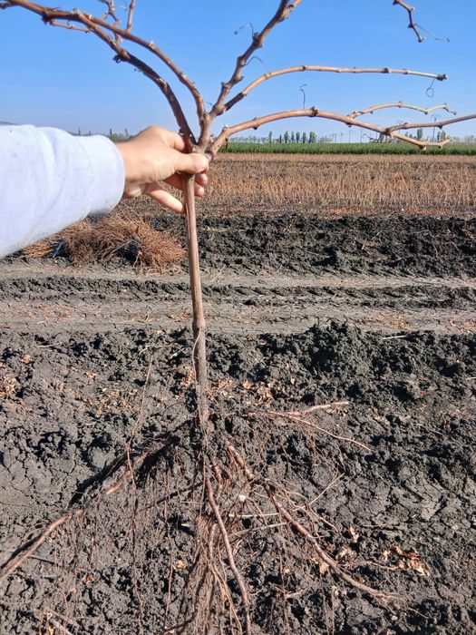 Vând butași vita de vie altoita