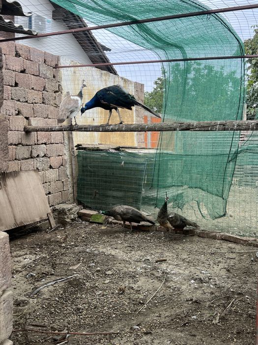 Vand 3 femele de păuni si un mascul