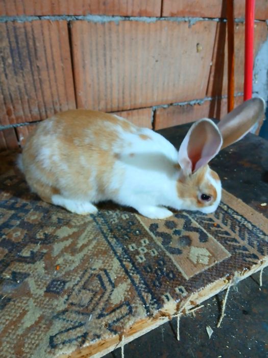 Mascul hycole francez