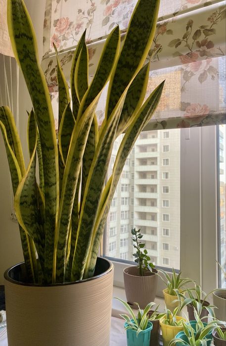 Сансеверия комнатное растение