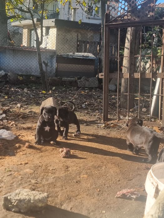 Продават се кученца кане корсо