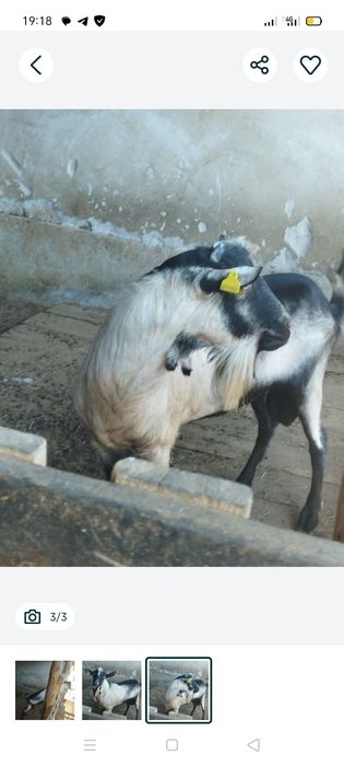 Альпинский текее