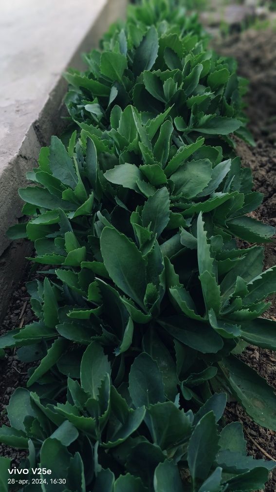 Sedum Guli narxlarni kelishamiz 1yillik sedum 35 000сум