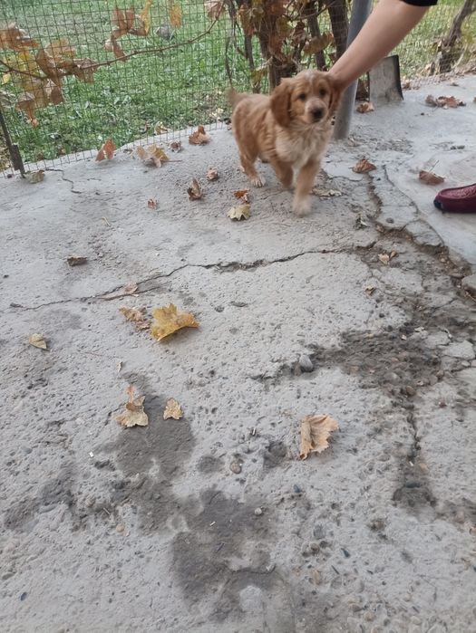 Спаниель кучук лари сотилади