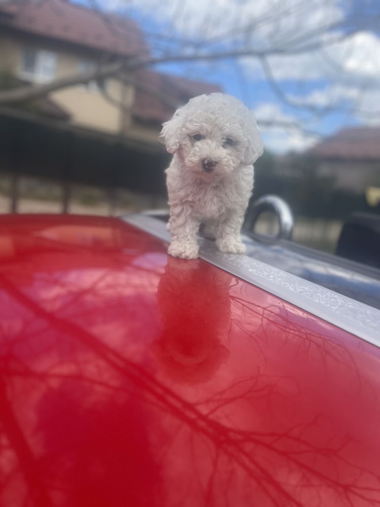 Maltipoo /Maltez/Poodle/ caniche mini toy