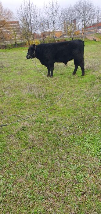 Абърдийн   ангус