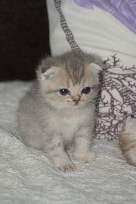 Пушистые комочки счастья