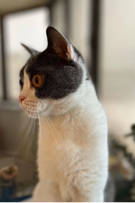 Отдам британскую кошку