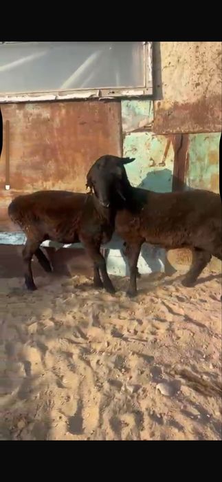 Продаются бараны.