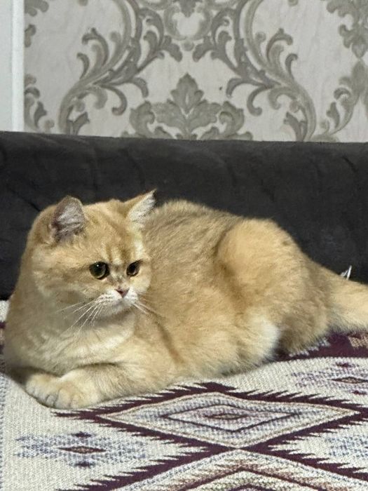 Shinshilla ny 12 qiz