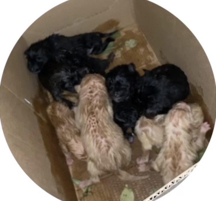 срочно помогите щеняткам