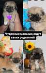 Продам щенков Пекинеса