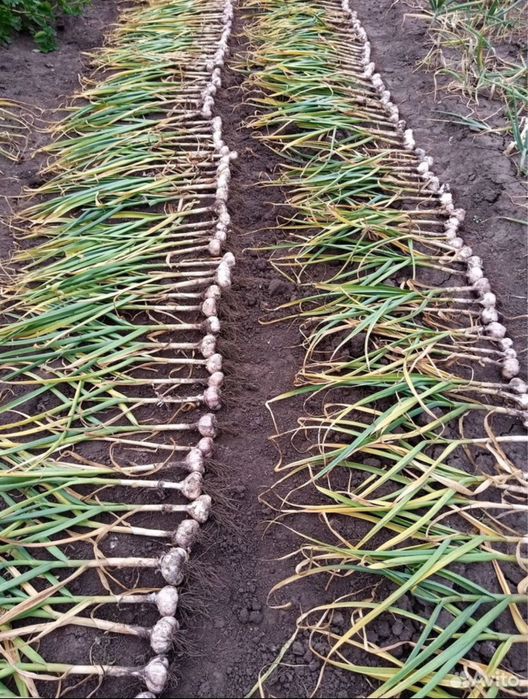 Чеснок домашний сортовой