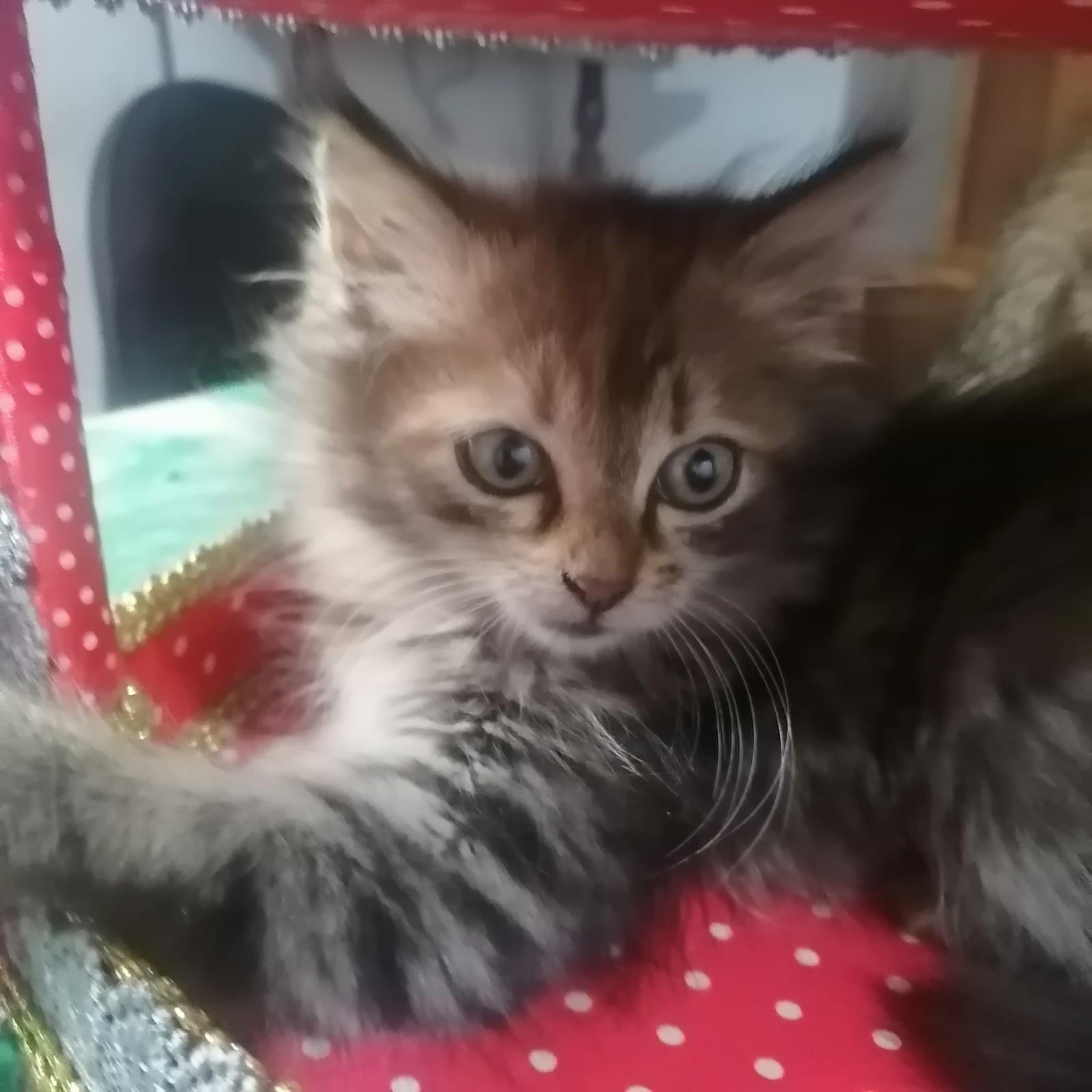 Котята девочки ищут дом