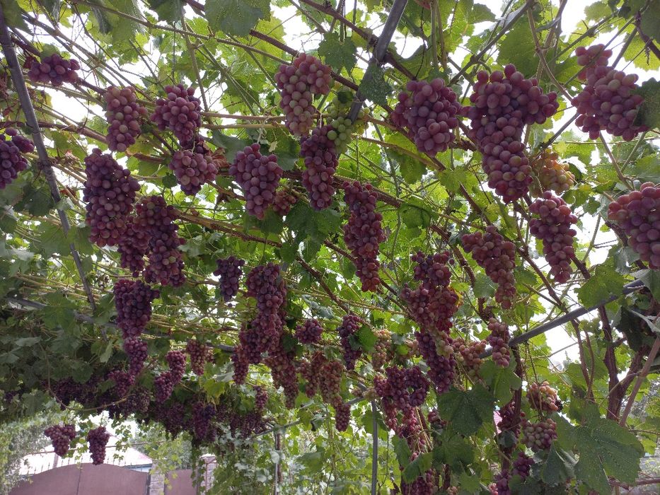 Саженцы элитных сортов Винограда