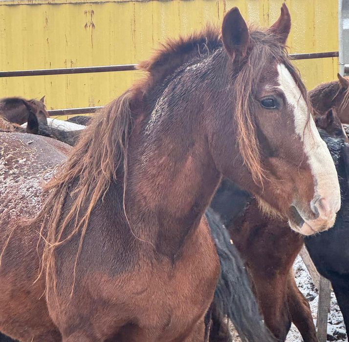 Продам жеребца и 14 жеребят!!!