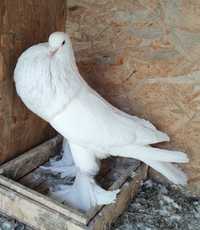 Porumbel gusat de Pomerania, femela