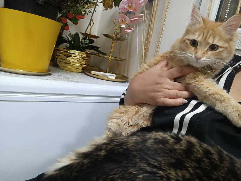 Кошки, стерилизация в подарок