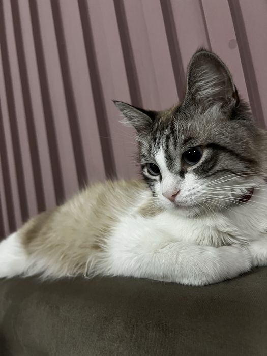 Отдам кота в добрые руки.