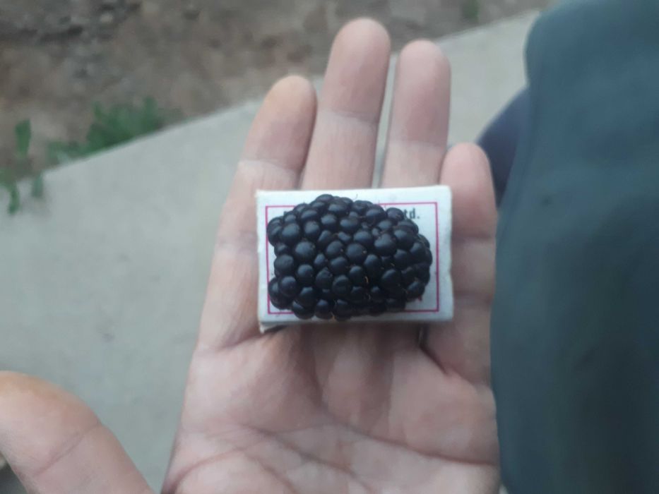 Ежевика Блекджем. Ejevika Blekdjem