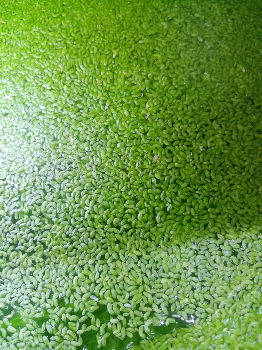 Ряска в аквариум живые растения